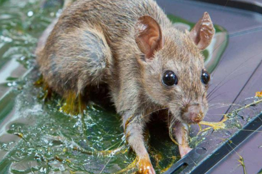 Solutions To Control And Prevent Rats From Care Vietnam