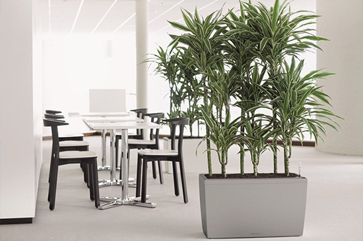 In-Office Greenery Care Service