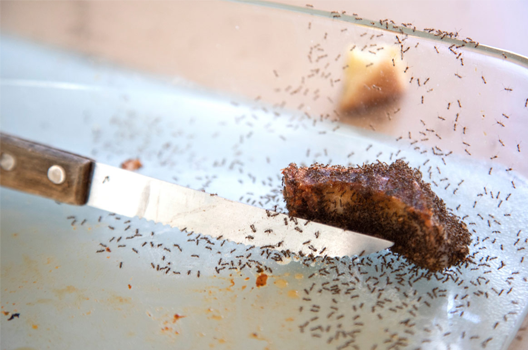 Restaurant Ant Control Solutions