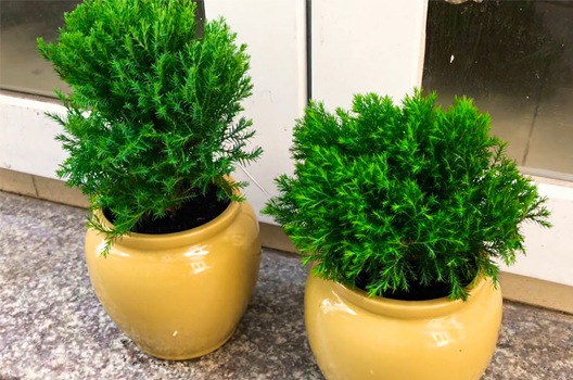 Top 10 Best Air Purifying Plants For The Home
