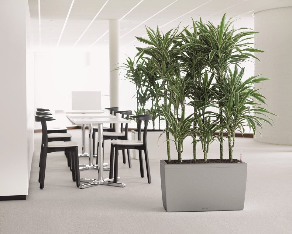 Atrium+plants+office+space+plants