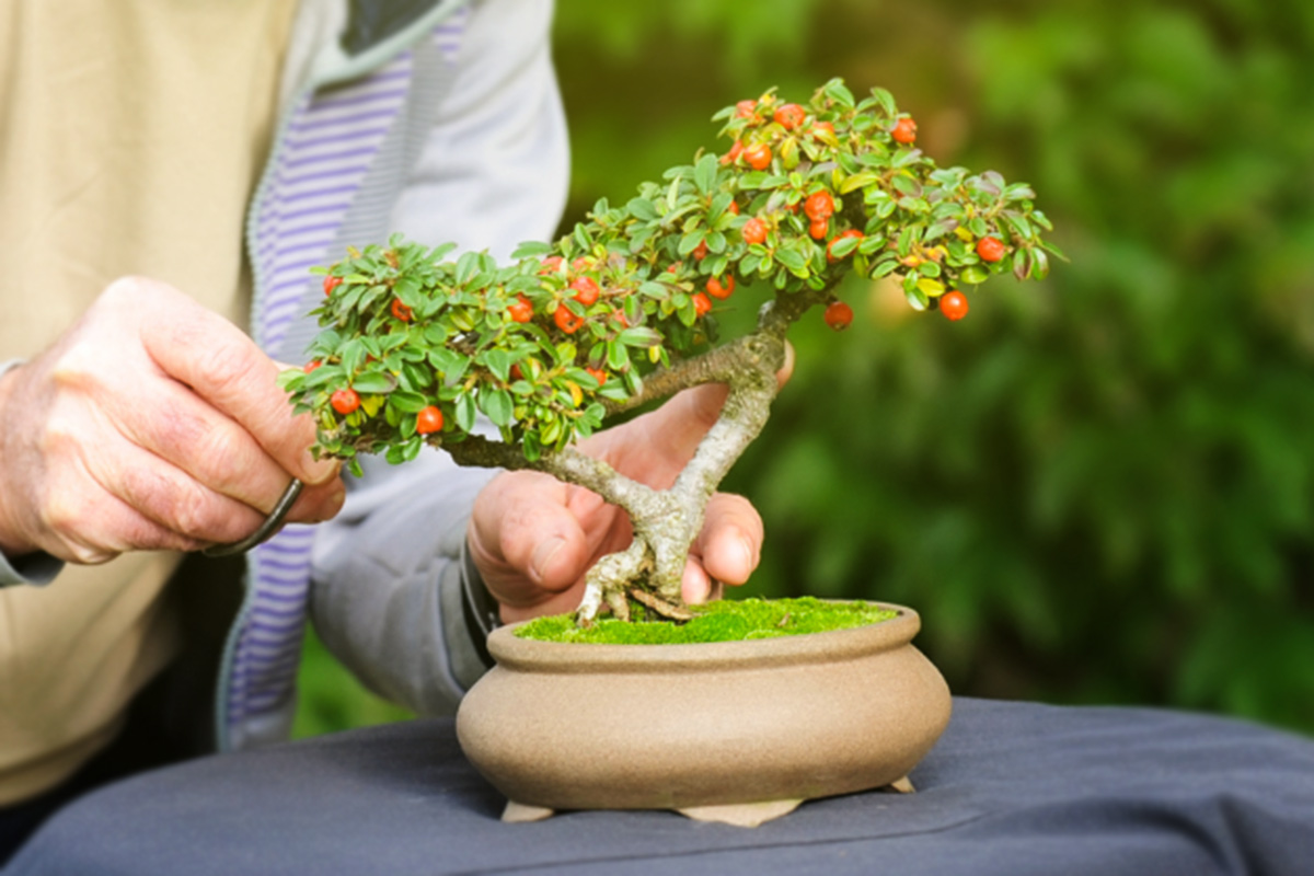 Cây bonsai tượng trưng cho sự bền bỉ cùng tinh thần kiên định