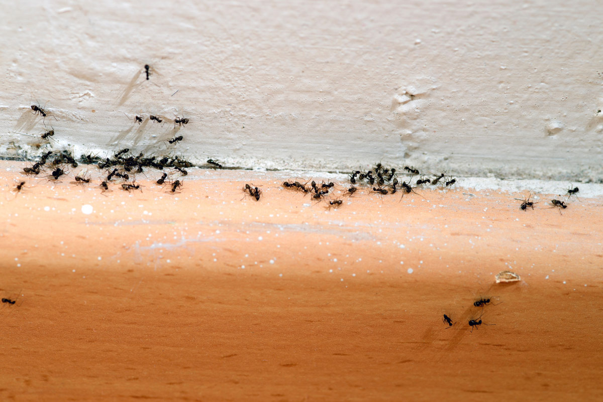 kiến đen kiến nhà