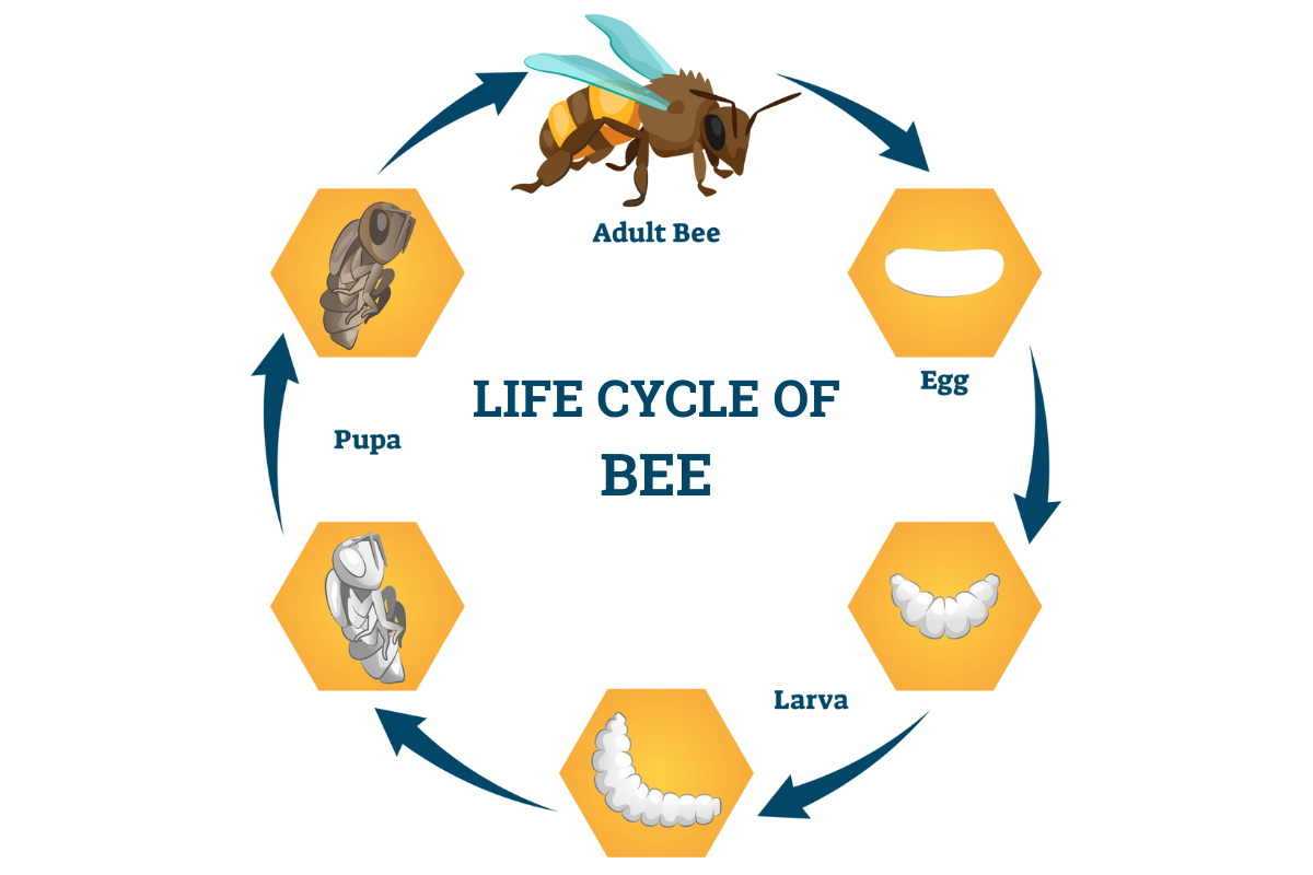 Life-cycle-of-bee