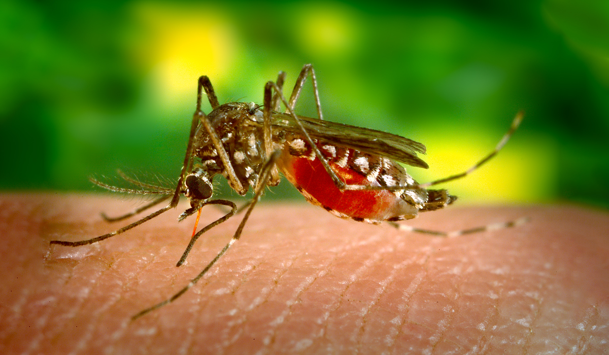 Muỗi-Aedes-aegypti
