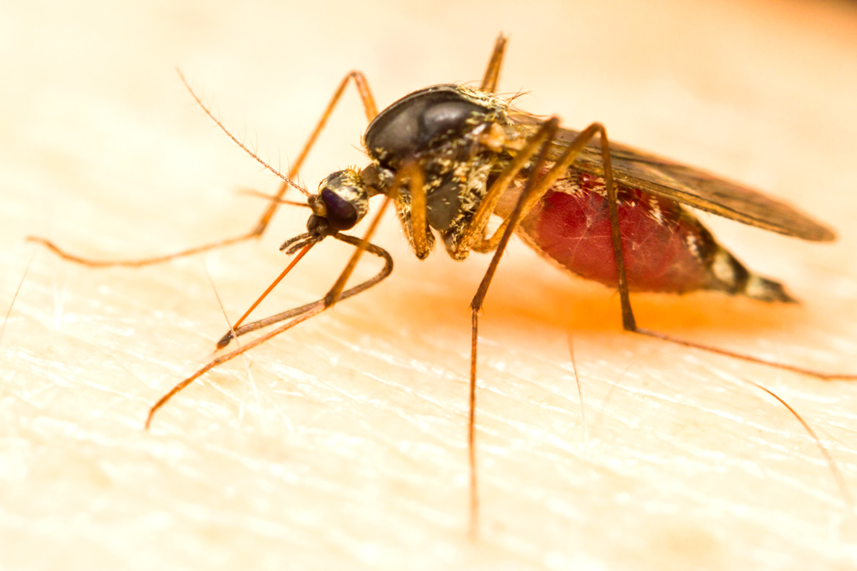 Muỗi là vật trung gian gây bệnh nguy hiểm cho con người